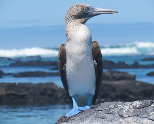A blue-footed booby with brown wings and bright blue feet stands on a rock by the sea, with waves and dark rocks visible in the background under a clear blue sky.
