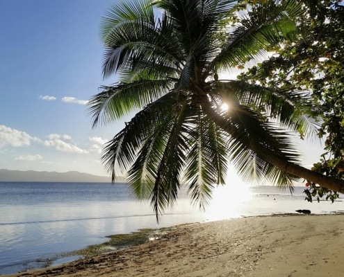 A palm tree leans over a sandy beach with calm blue water, sunlight shining through its leaves, and distant hills visible under a clear sky—a perfect scene for luxury New Zealand holidays.