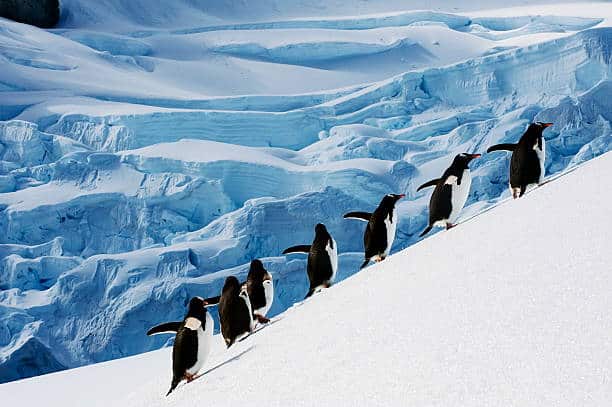 Seven penguins walk in a line up a snowy slope, with dramatic blue ice cliffs and glaciers in the background. The scene captures a cold, Antarctic landscape with bright, natural light.