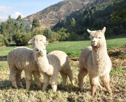 Three fluffy alpacas stand on grass in front of a green field and mountains, with trees and blue sky in the background.