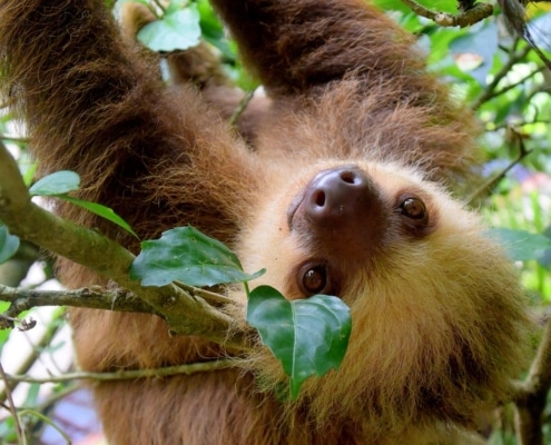 A brown, furry sloth hangs upside down from tree branches, surrounded by green leaves, looking directly at the camera with a calm expression.